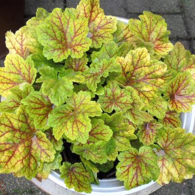 Purperklokje - Heuchera 'Electra'