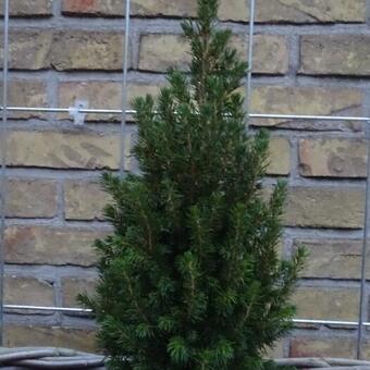 Picea glauca 'Perfecta'