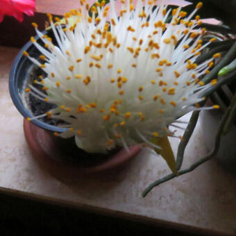 Haemanthus albiflos