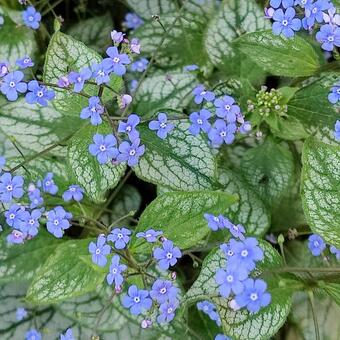 Brunnera macrophylla 'Jack Frost'