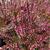 Calluna vulgaris GARDEN GIRLS ‘Bonita’