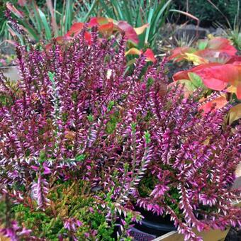 Calluna vulgaris GARDEN GIRLS ‘Bonita’