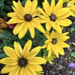 Rudbeckia SUNBECKIA 'Victoria' - Zonnehoed