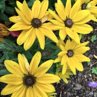 Rudbeckia SUNBECKIA 'Victoria'