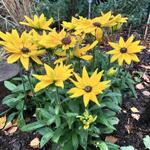 Rudbeckia SUNBECKIA 'Victoria' - Zonnehoed