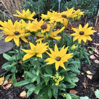 Rudbeckia SUNBECKIA 'Victoria'