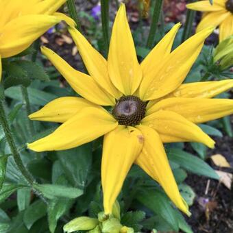 Rudbeckia SUNBECKIA 'Victoria'