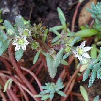 Sedum nevii 'Silver Frost'