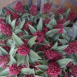 Skimmia japonica 'Marlot' - Skimmia