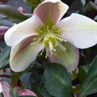 Helleborus x ericsmithii VIV 'Valeria