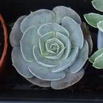 Echeveria 'Pollux' - Echeveria