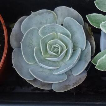 Echeveria 'Pollux'