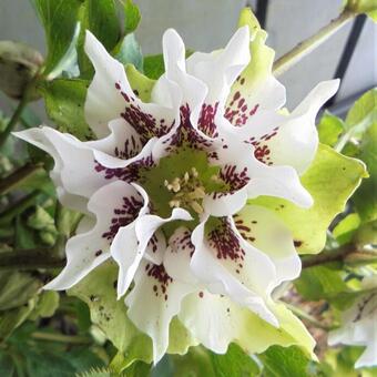 Helleborus orientalis 'Double White Spotted'