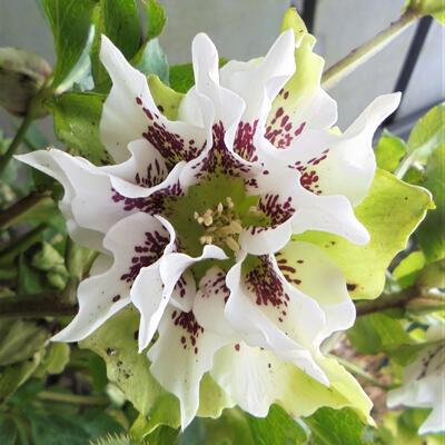 Nieskruid - Helleborus orientalis 'Double White Spotted'