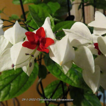 Clerodendrum thomsoniae