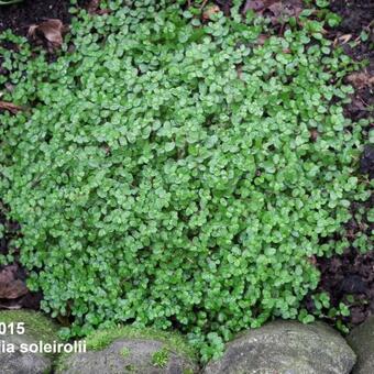 Soleirolia soleirolii