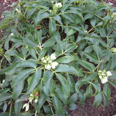 Corsicaans nieskruid - Helleborus argutifolius