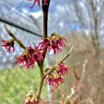 Hamamelis vernalis 'Amethyst' - Toverhazelaar