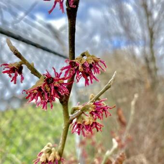 Hamamelis vernalis 'Amethyst'