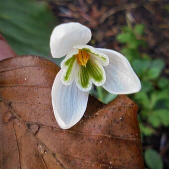 Galanthus nivalis