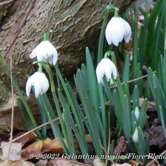 Galanthus nivalis 'Flore Pleno'