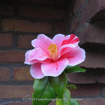 Camellia japonica 'Oki No Nami'