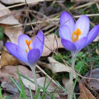 Crocus tommasinianus