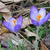 Crocus tommasinianus