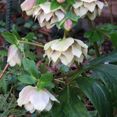 Nieskruid - Helleborus orientalis 'DOUBLE ELLEN Yellow Spotted'