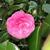 Camellia japonica (Roze)