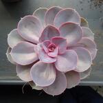 Echeveria 'Perle von Nurnberg' - Echeveria