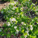 Aronia melanocarpa 'Professor Ed' - Appelbes