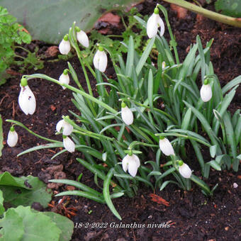 Galanthus nivalis