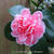 Camellia japonica 'Bonomiana'