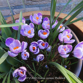 Crocus vernus ’Pickwick’