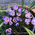 Crocus vernus ’Pickwick’