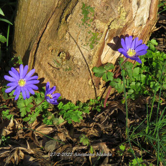 Anemone blanda