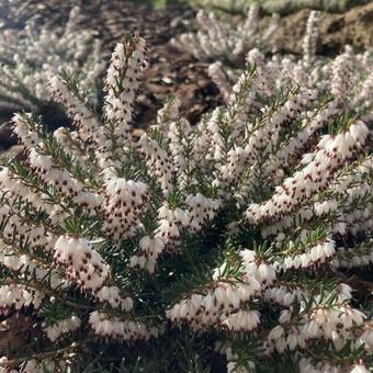 Erica x darleyensis f. albiflora 'Silberschmelze'