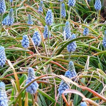 Muscari armeniacum 'Valerie Finnis'