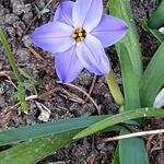 Ipheion 'Rolf Fiedler' - Oude wijfjes/Voorjaarster