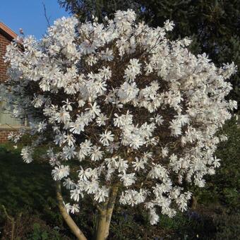 Magnolia stellata