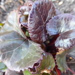 Ligularia dentata 'Dark Beauty' - Kruiskruid