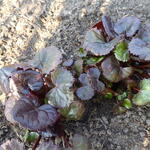 Ligularia dentata 'Dark Beauty' - Kruiskruid