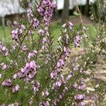 Erica erigena 'Mediterranea' - Mediterrane heide, boomheide