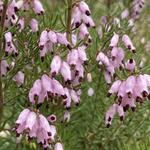 Erica erigena 'Mediterranea' - Mediterrane heide, boomheide