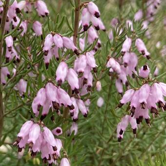 Erica erigena 'Mediterranea'