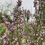 Erica erigena 'Mediterranea' - Mediterrane heide, boomheide