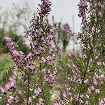 Erica erigena 'Mediterranea'