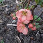 Chaenomeles x superba 'Pink Lady' - Sierkwee - Chaenomeles x superba 'Pink Lady'