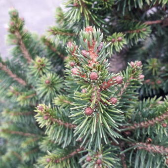 Picea abies 'Will's Zwerg'